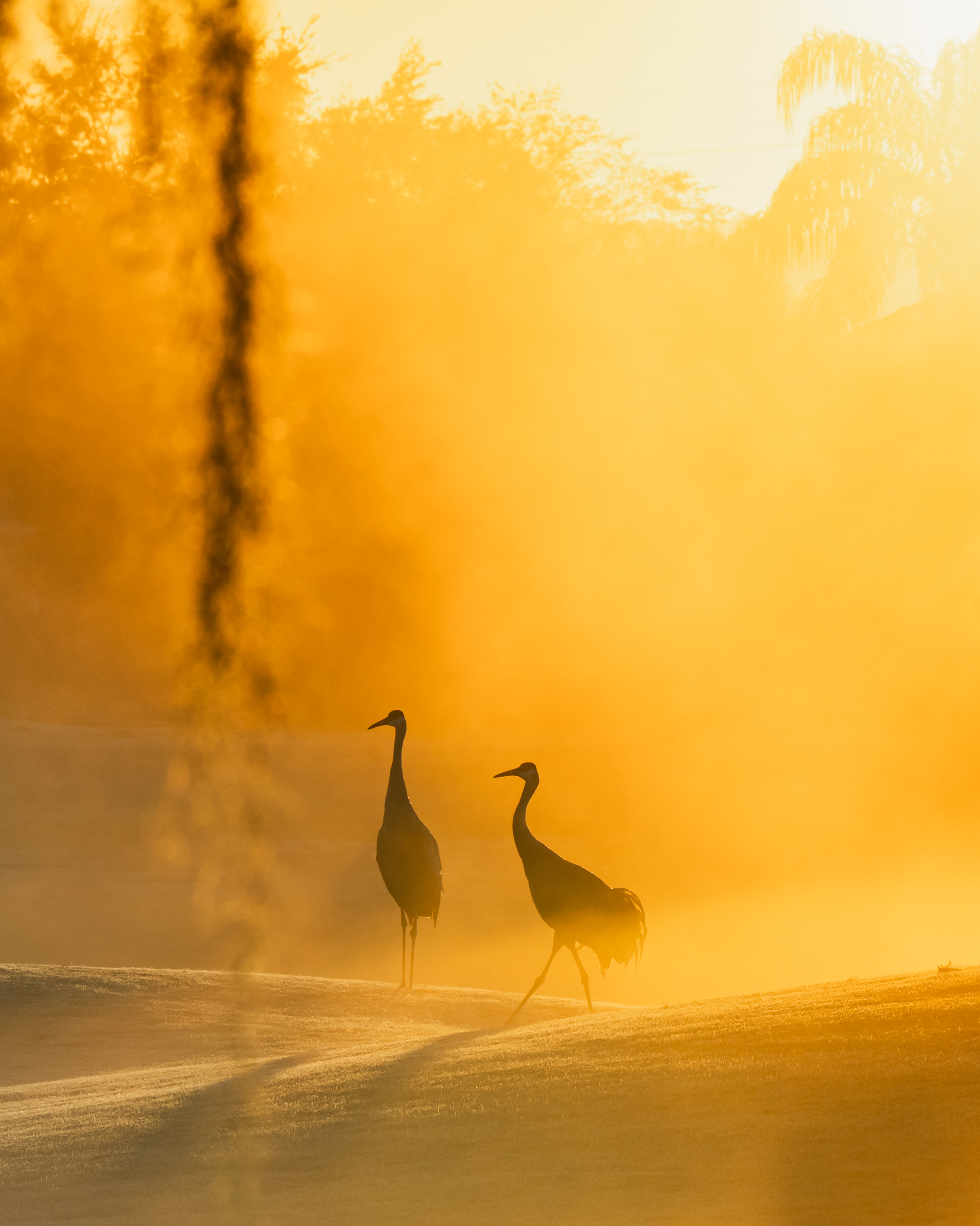 Sandhill cranes at sunrise on a Central Florida golf course — Ryan Edwards Photography